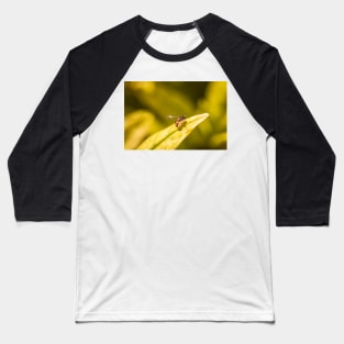 Calligrapher fly on leaf Baseball T-Shirt